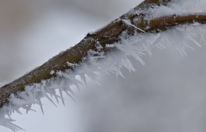 Calgary hoarfrost