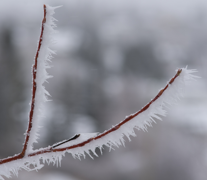 Calgary hoarfrost