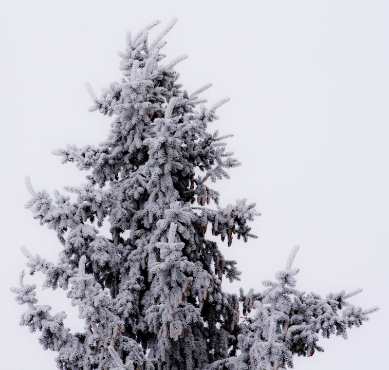 Snowy evergreen