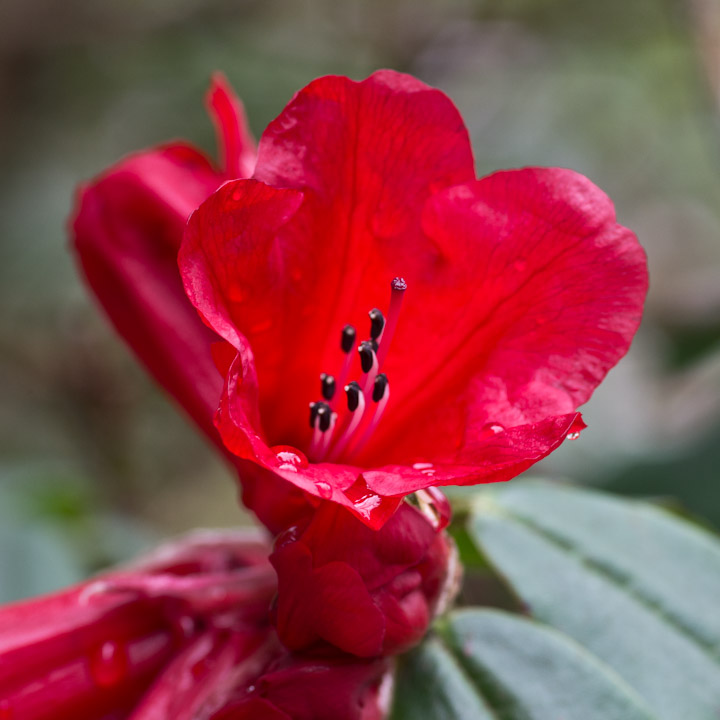 Red rhododendron blossom