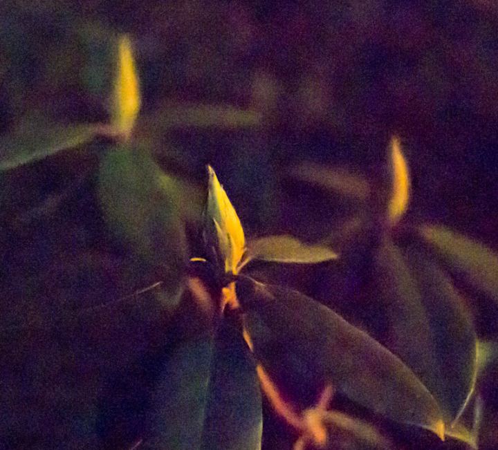 Embryonic rhododendron blossom in very low light