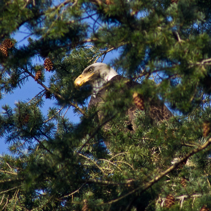 Eagle among pinecones