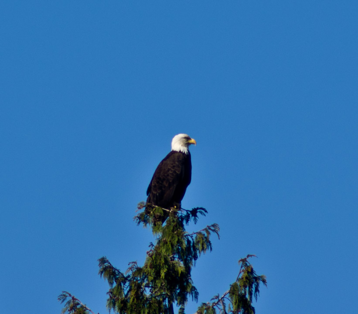 Eagle perched on a treetop