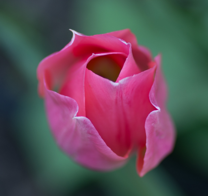Pink tulip with depth-of-field issues