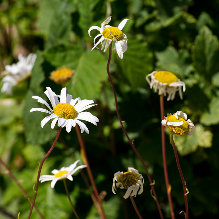 Daisies