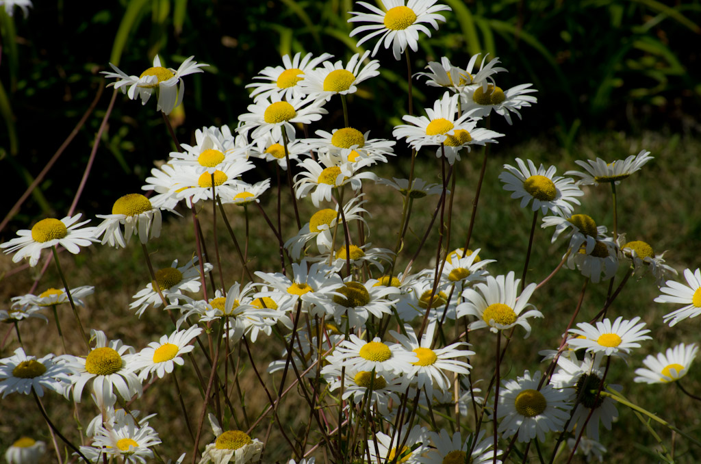 Daisies