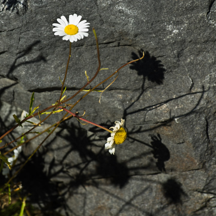 Daisies