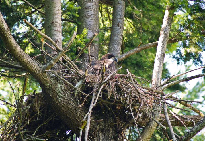 Eagle’s nest with juvenile Bald eagle
