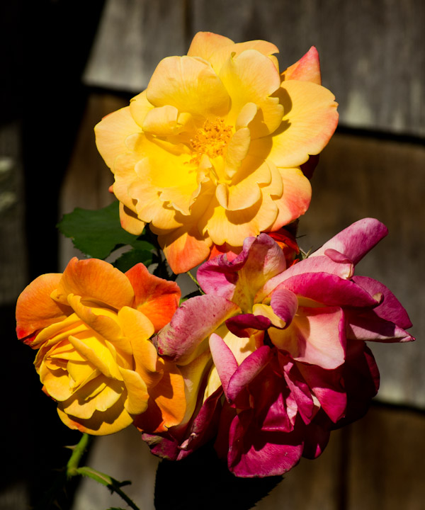 Three rose blossoms