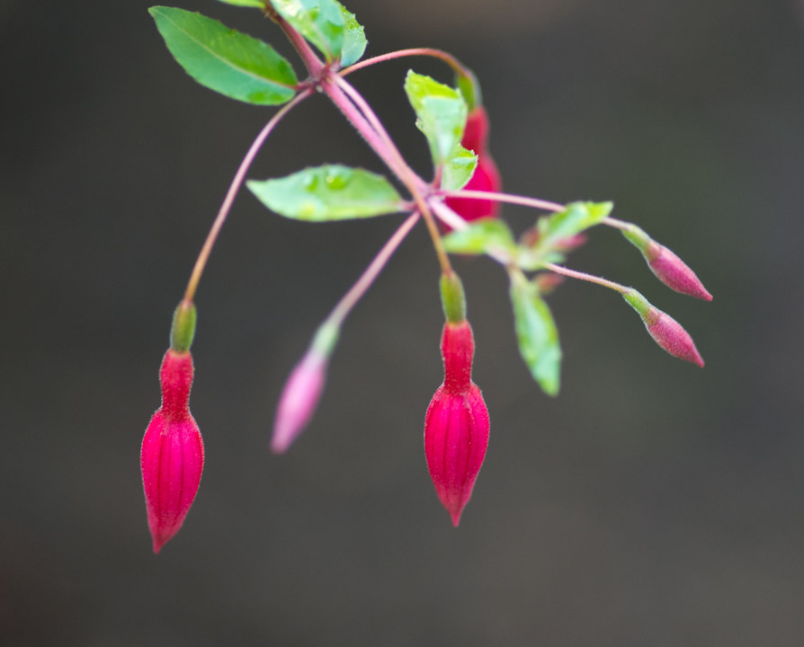 Fuschia blossoms in autumn