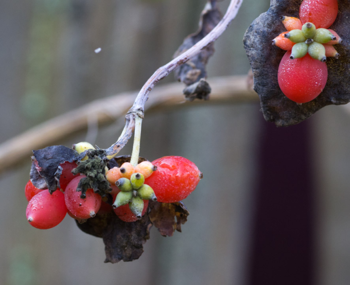 Mystery flowers in withered autumnal state