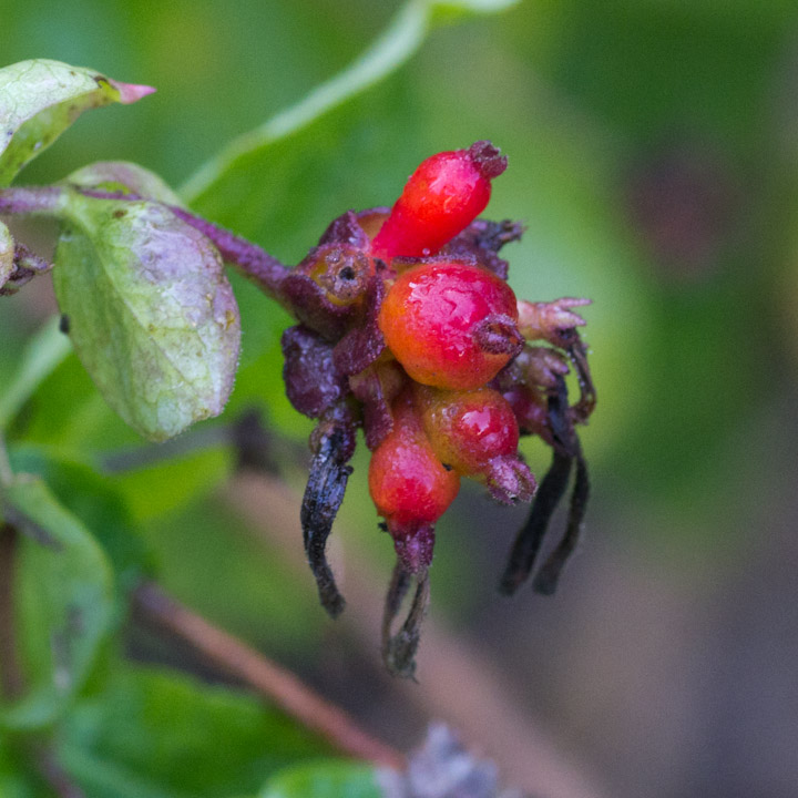 Mystery flowers in withered autumnal state