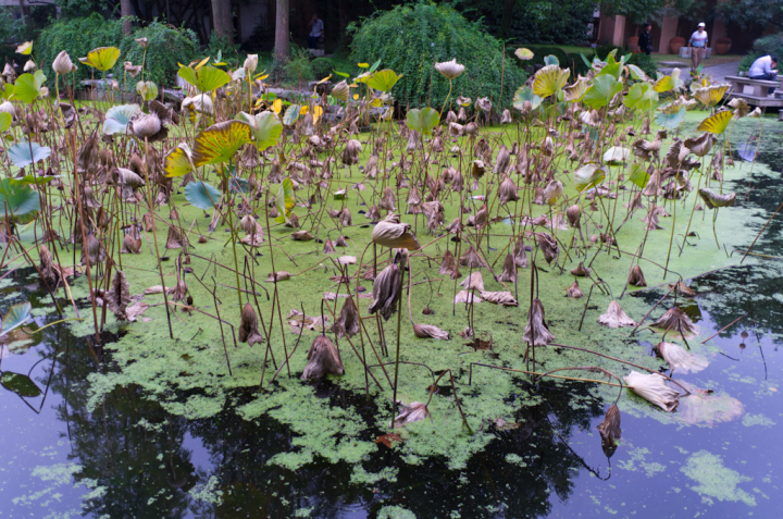 Pond in People’s Park, Shanghai