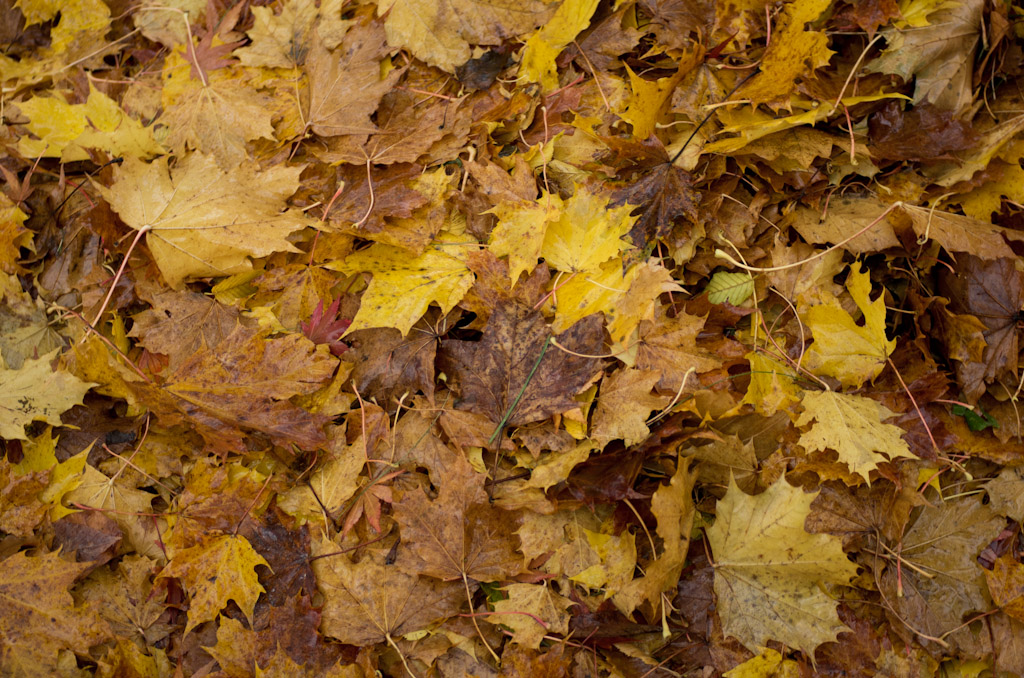 Wet autumn leaves on the ground