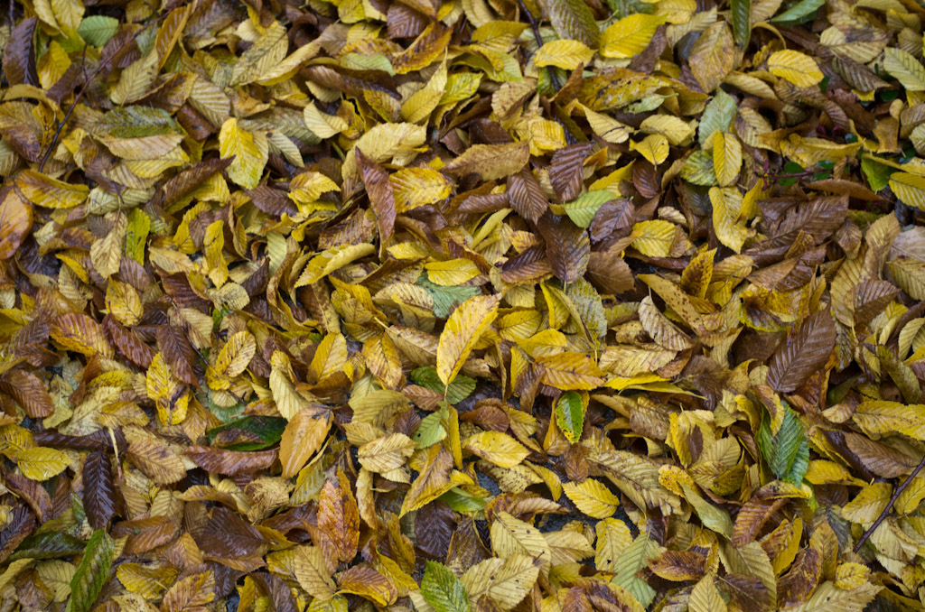 Wet autumn leaves on the ground