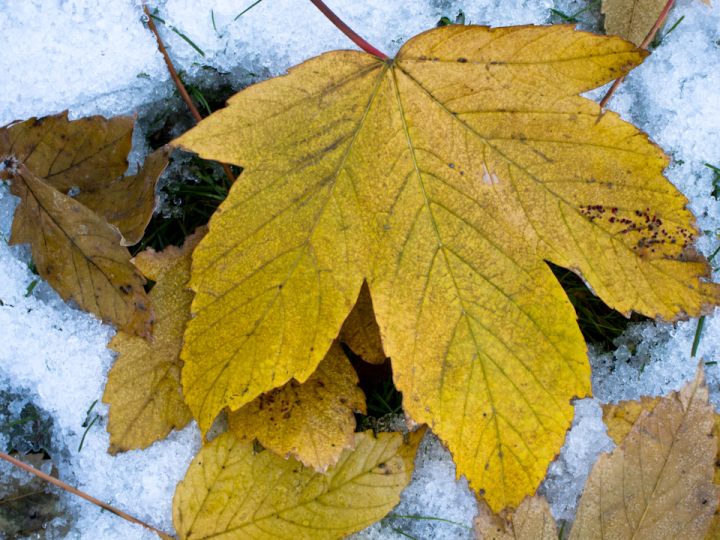 Autumn leaf on snowy ground