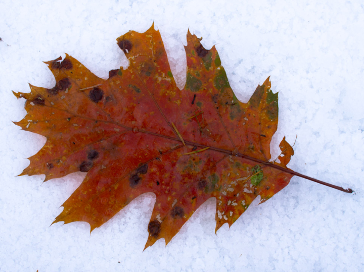 Autumn leaf on snowy ground