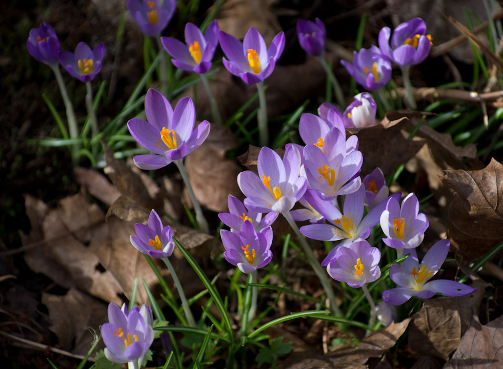 Crocuses