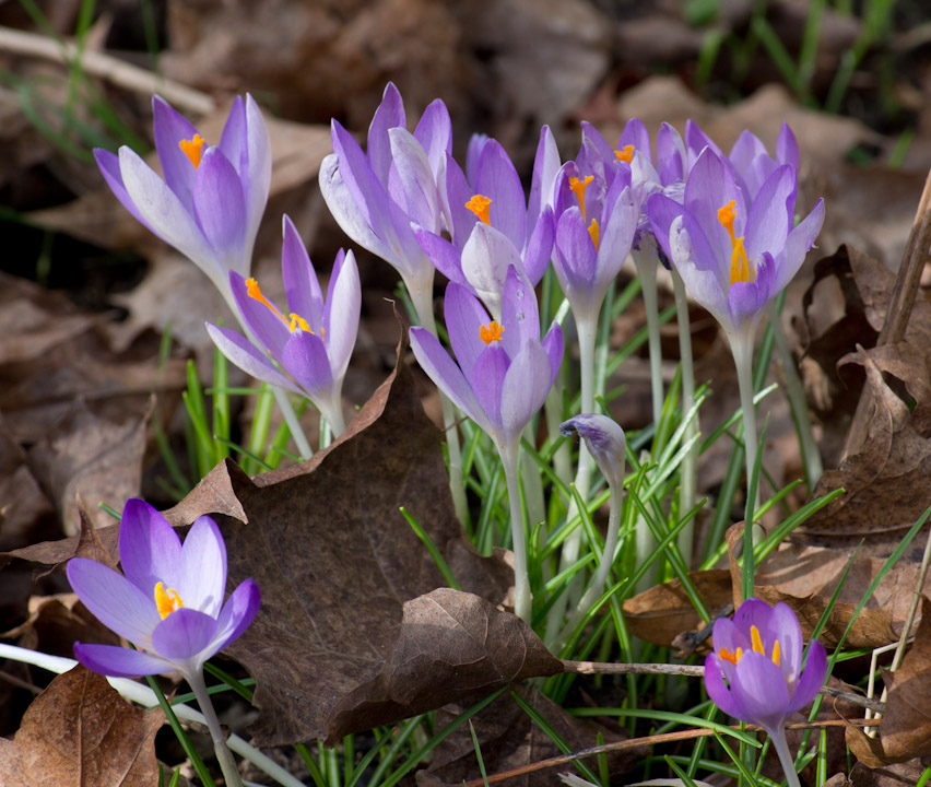 Crocuses