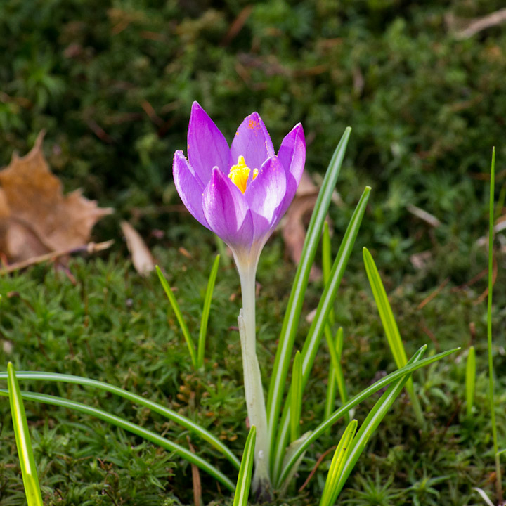 Crocus