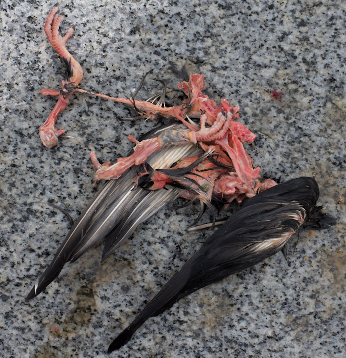Eviscerated bird remnants on granite
