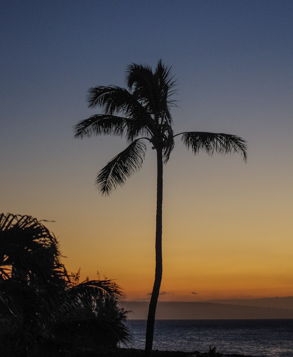Palm tree in Maui