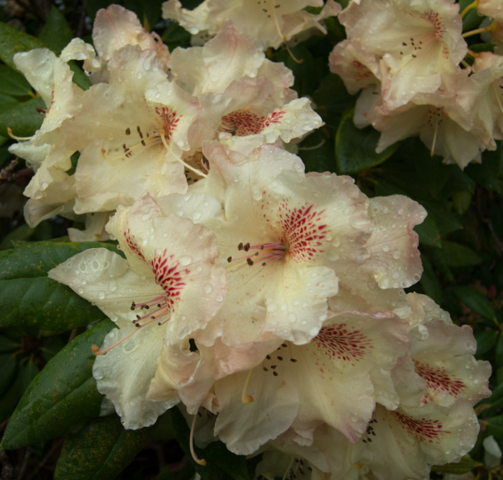 wet rhododendron blossoms