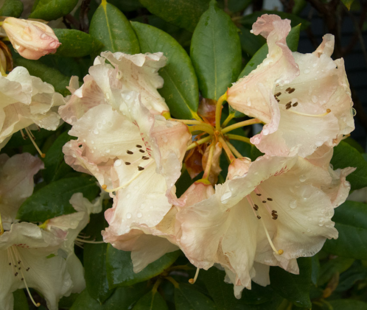 wet rhododendron blossoms