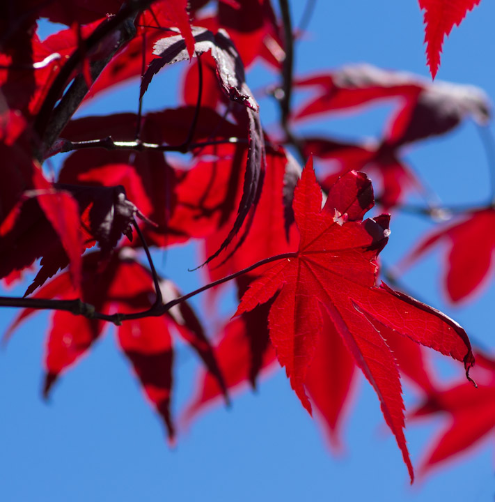 Red Japanese maple leaves against blue sky
