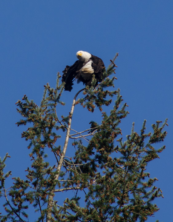 Eagle grooming