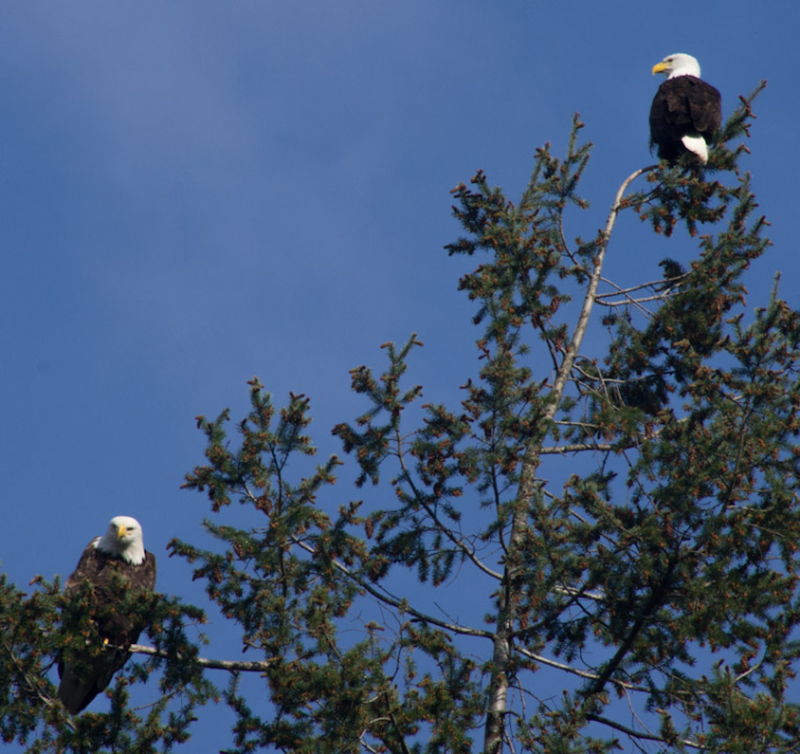 Two eagles in a tree
