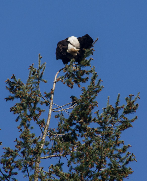 Eagle grooming