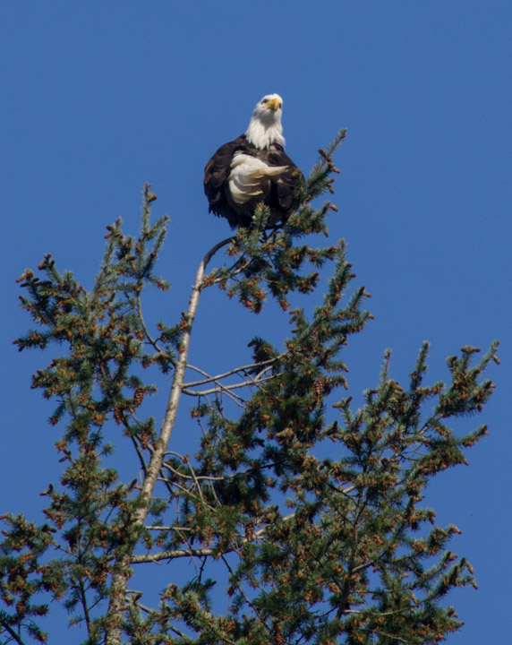 Eagle grooming