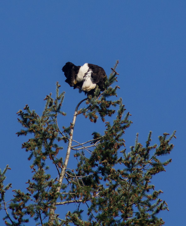 Eagle grooming