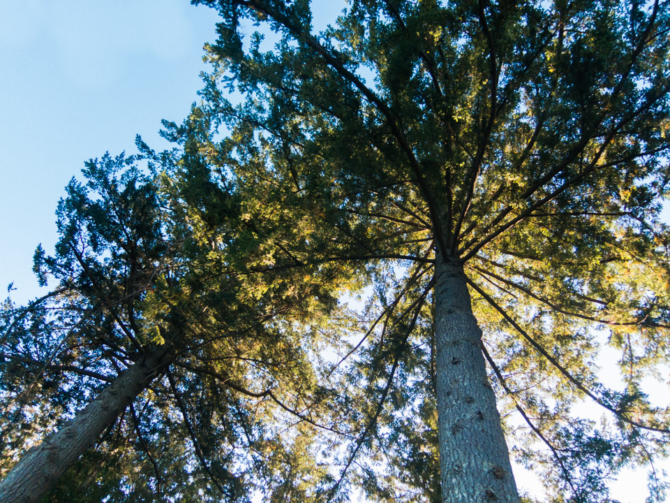 Western red cedars from below