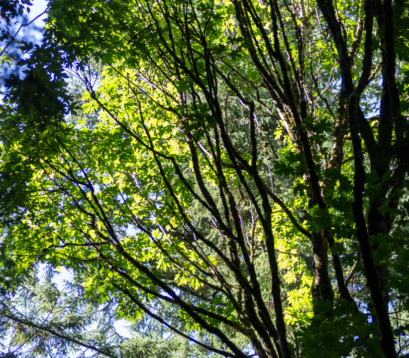 Broad-leaf maple