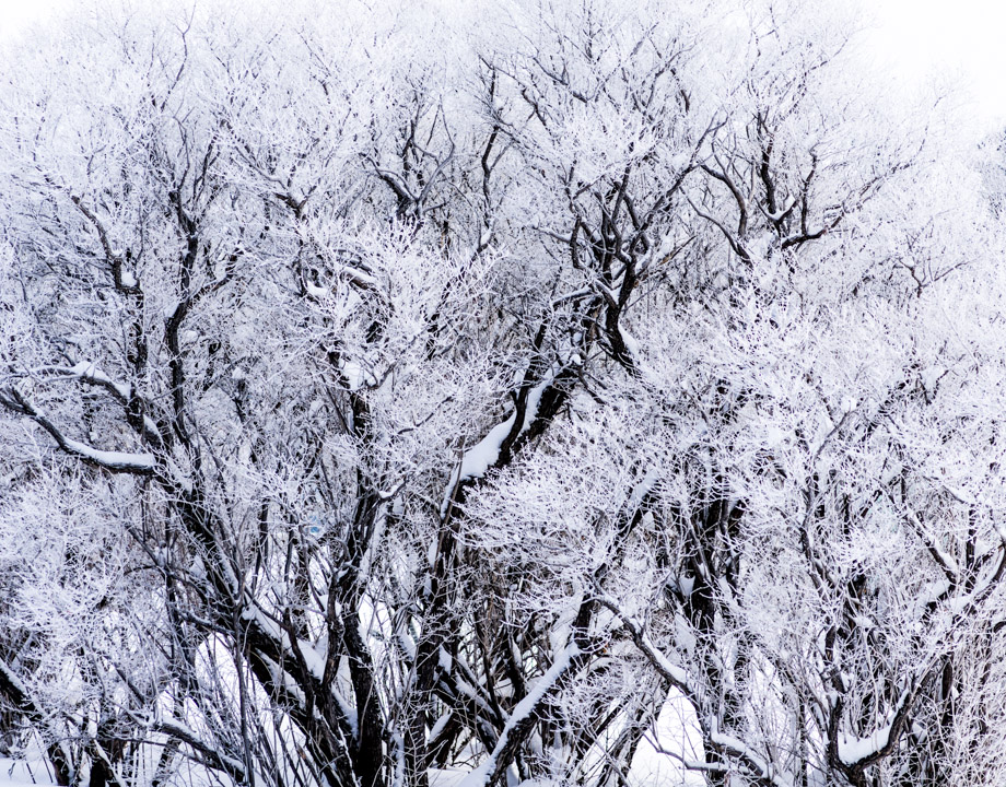 snow-covered bush