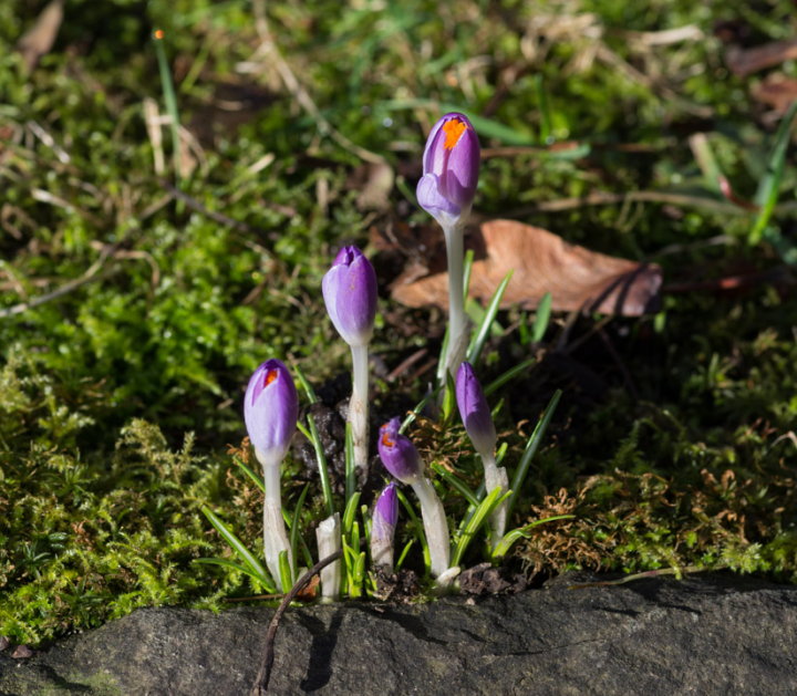 Early February Vancouver Crocuses