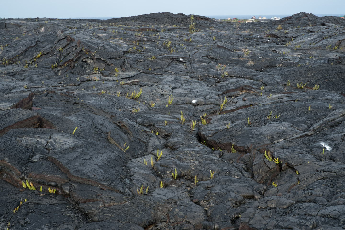 Ferns growing in 2010 lava flow