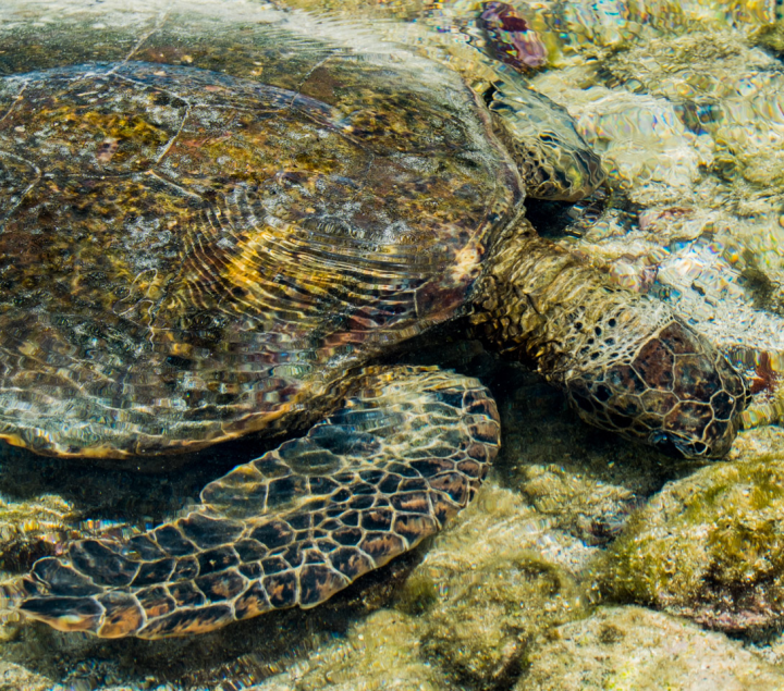 Sea turtle grazing in tidal pool