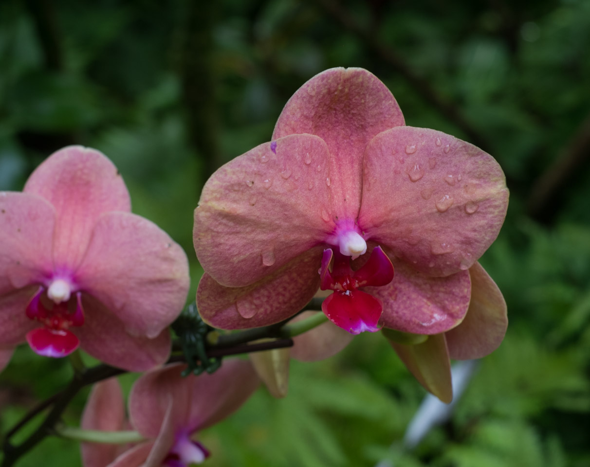 Wet pink orchid