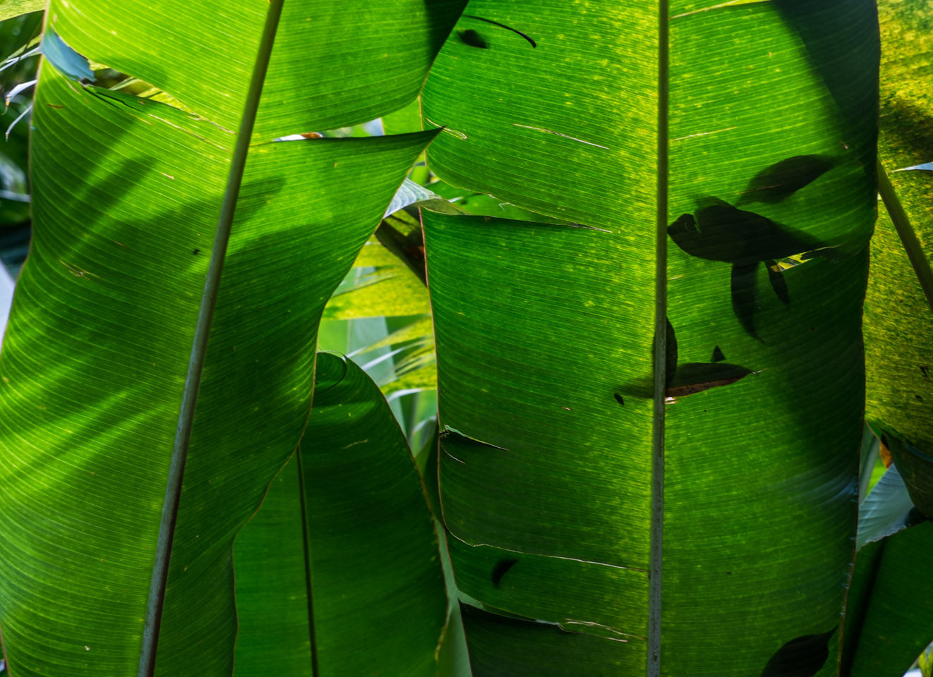 Shadows on palm leaves