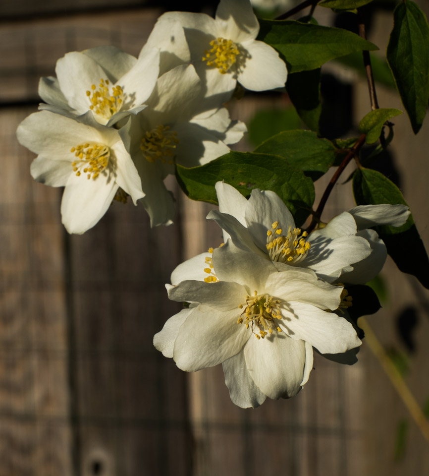 Philadelphus lewisii blossoms