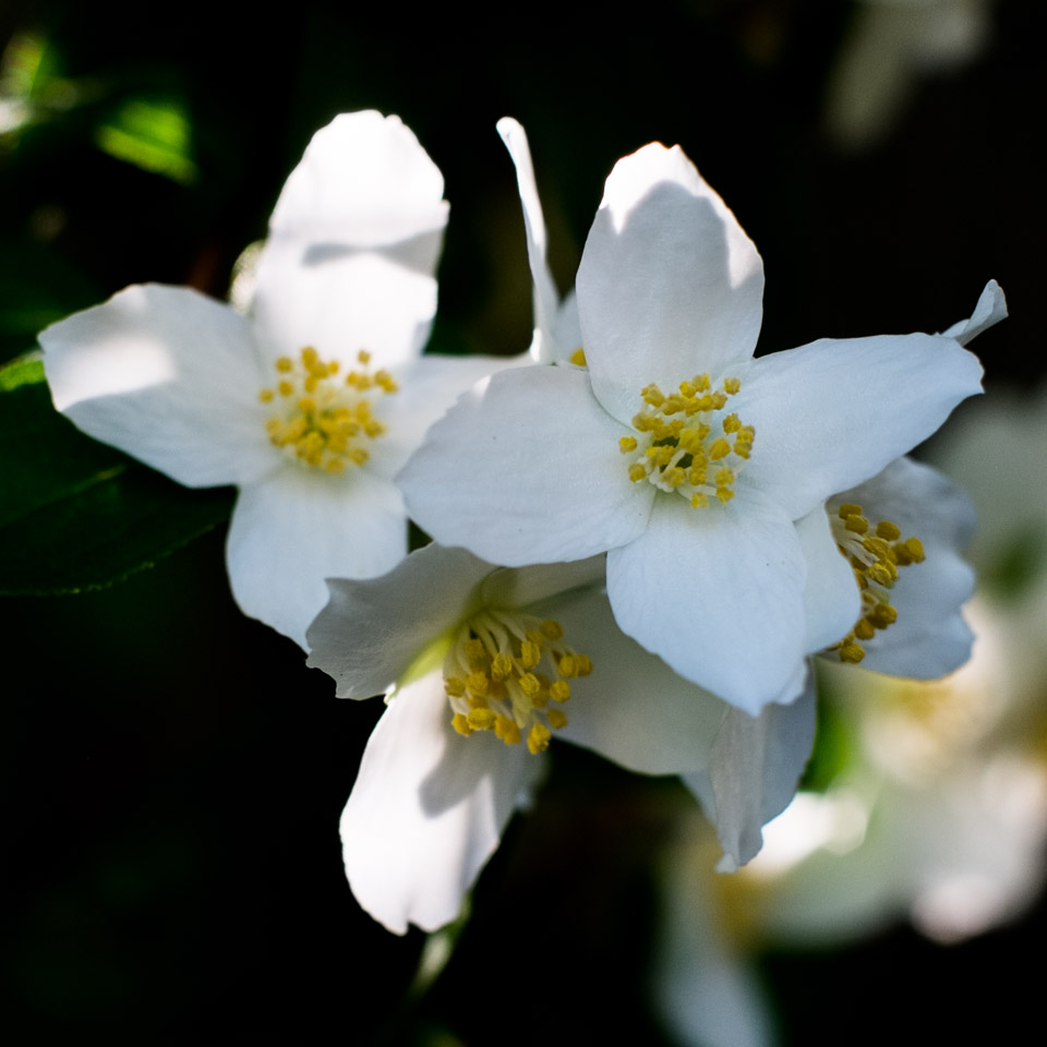 Philadelphus lewisii blossoms