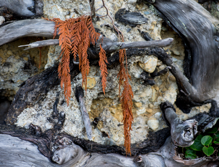 Fallen evergreen fronds on driftwood