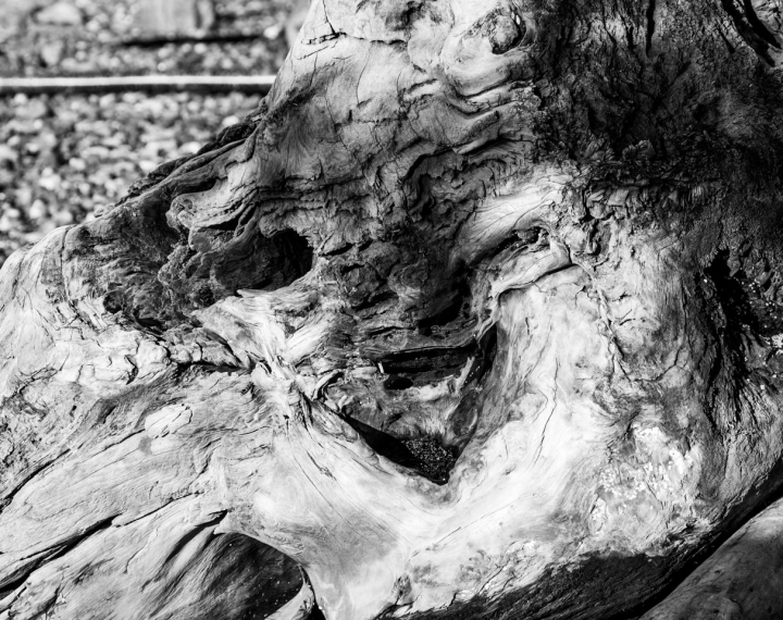 Evil face lurking in driftwood