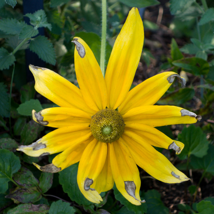 The Sony RX100 II captures an aging yellow blossom