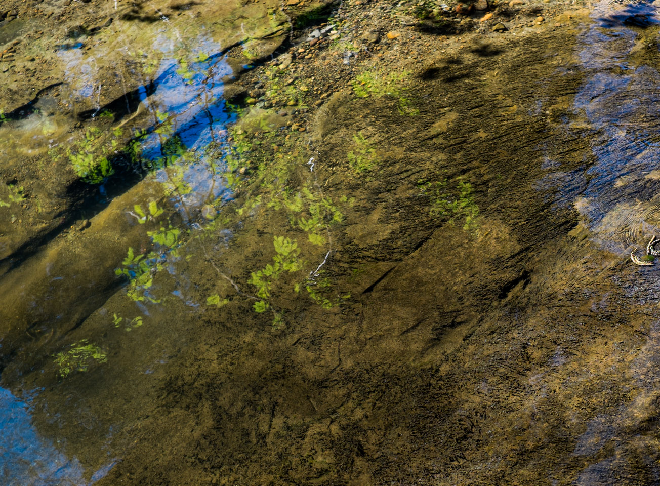 Green light on water