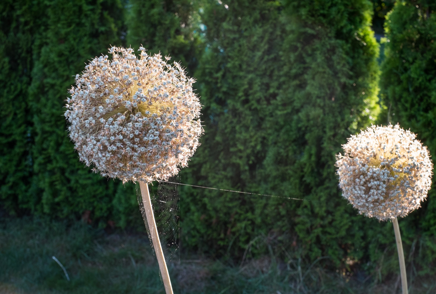 Flowers and spiderwebs