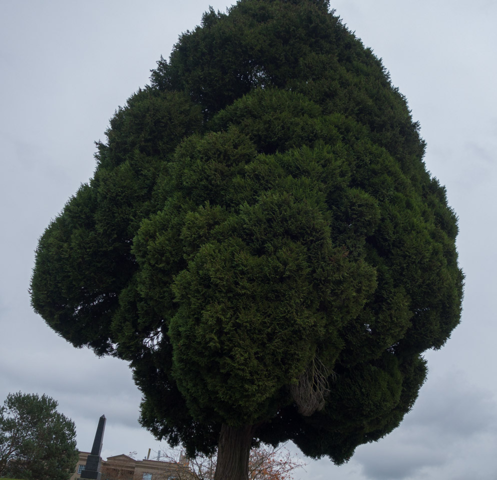 Tree in Vancouver’s Mountain View cemetery